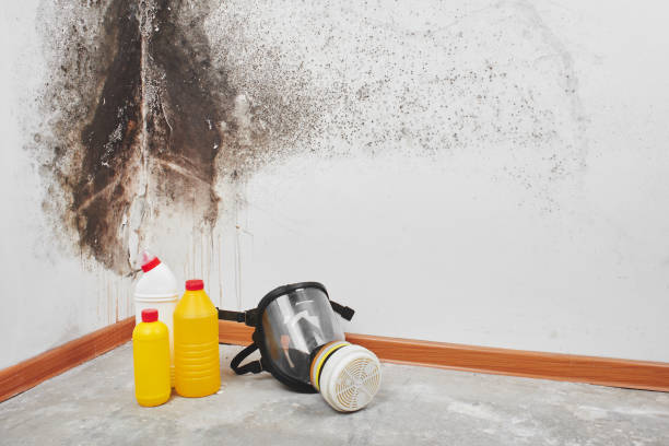 Best Local Mold Removal Service  in Tigerville, SC
