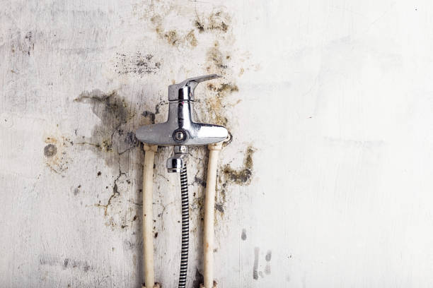 Best Mold Remediation Services  in Tigerville, SC