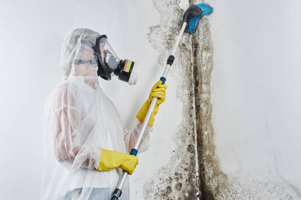 Best Commercial Mold Removal  in Tigerville, SC