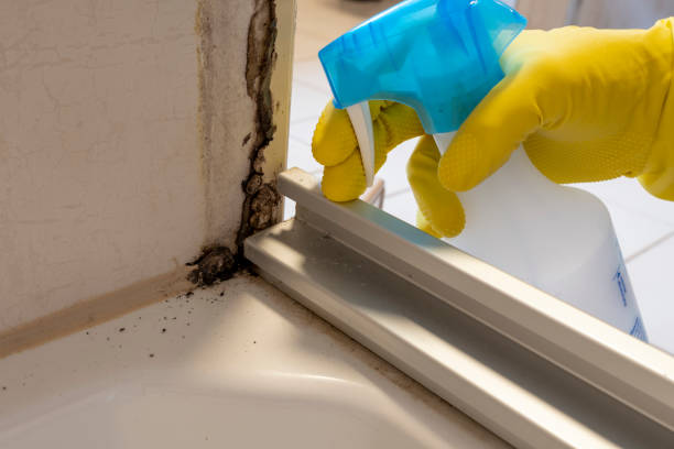 Best Certified Mold Removal  in Tigerville, SC