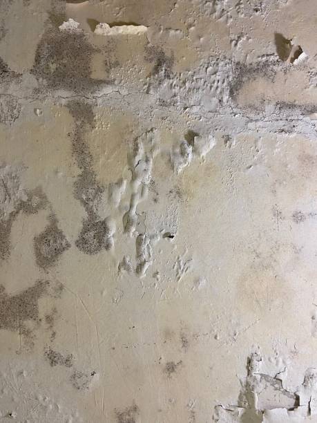Best Mold Removal Company Near Me  in Tigerville, SC