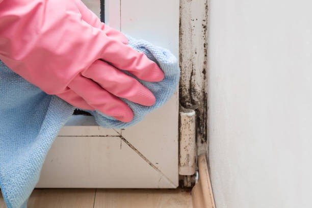Best Office Mold Removal Services  in Tigerville, SC